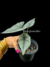Alocasia reginae silver for sale  USA