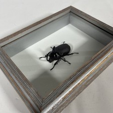 Eupatorus birmanicus one for sale  Arnold