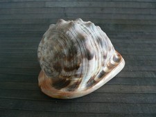 Coquillage collection long d'occasion  Pavilly