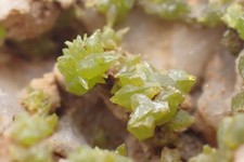 Pyromorphite montchonay ardill d'occasion Pyromorphite montchonay ardill d'occasion  Baccarat