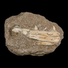 Usado, 3,4" Mosasaur Platecarpus fóssil dente seção matriz dinossauro cretáceo comprar usado  Enviando para Brazil