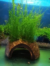 Lovely live aquarium for sale  WORCESTER