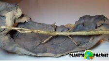 Hermagoras foliopeda eggs x30 phasmes/phasmids/Phasmiden/stick insect comprar usado  Enviando para Brazil