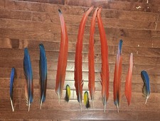 Macaw parrot tail for sale  Levittown