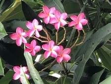 Plumeria frangipani miami for sale  Merritt Island