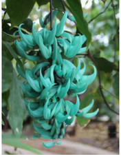 Strongylodon macrobotrys green for sale  Brooklyn