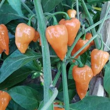 Hexennase peach chili gebraucht kaufen  Bad Dürkheim