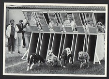 Montlouis course chiens d'occasion  Expédié en Belgium
