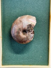 Palis ammonit perisphinctes gebraucht kaufen  Weinböhla