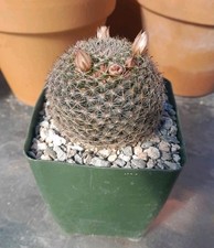 Mammillaria heyderi cactus for sale  La Mirada