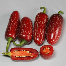 Semi peperoncino jalapeno usato  Trappeto
