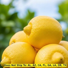 Eureka lemon tree for sale  Fort Mill