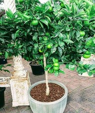 Key lime tree for sale  Saylorsburg