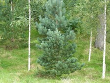 Pinus sylvestris scots for sale  NEWRY