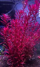Rotala blood red d'occasion  Besse-sur-Issole