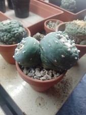 Cactus dicotomico 11cm usato  Quartu Sant Elena