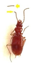 Carabidae trechininae blemus usato  Roma