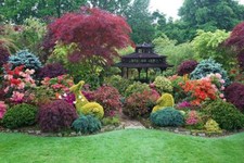 Evergreen selection hardy for sale  KING'S LYNN