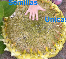GIRASOL GIGANTE  para PIPAS comestibles  GIANT  SUNFLOWER 30 SEMILLAS SEEDS comprar usado  Enviando para Brazil