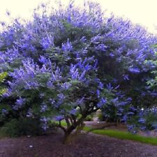 Chaste tree seeds for sale  Lincolnton
