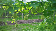 Zucca zucchina spinosa usato  Verzuolo