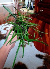 Rare new hoya for sale  Glenmoore