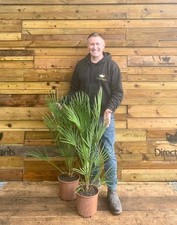 Chamaerops european fan for sale  KING'S LYNN