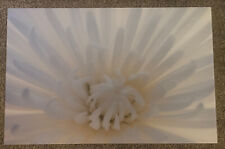 White blooming flower for sale  Long Beach