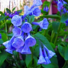 Virginia blue bell for sale  Rock Island