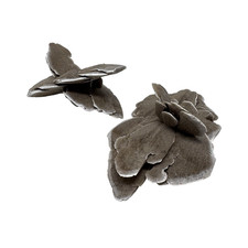 Natural desert rose for sale  Los Angeles