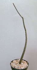Alluaudia dumosa madagascar for sale  Miami