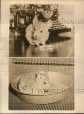1943 press photo for sale  Memphis
