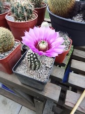 Echinocereus for sale  DEREHAM