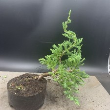 Shohin juniper bonsai for sale  HULL