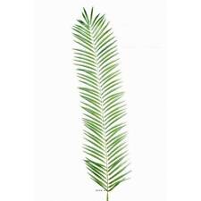 Feuille palmier cycas d'occasion  France