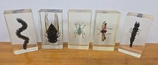 Real bugs insects for sale  PRESTON