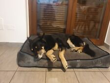 Cuccia per cani usato  Milano