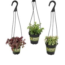 Altman plants hanging for sale  Los Angeles