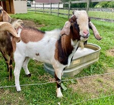 Nubian goats female for sale  Goldsboro