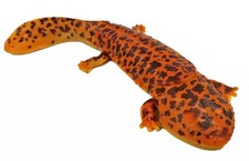 Japońska gigantyczna salamandra Zabawki Przyjaciele natury Przedmioty kolekcjonerskie, używany na sprzedaż  Wysyłka do Poland