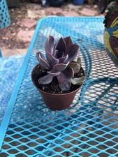 Rare lowest price for sale  San Diego