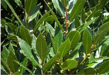 Lot graines laurier d'occasion Lot graines laurier d'occasion  Chazelles