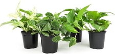 Live pothos plants for sale  Denver