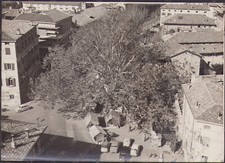 1959 udine platano usato  Cremona