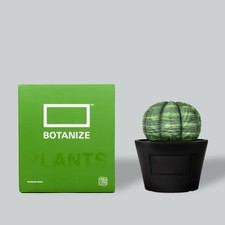 BOTANIZE Planta Raiz Tuberosa Obesa Euphorbia Medicom Brinquedo Pachypodium gracilis 33 comprar usado  Enviando para Brazil