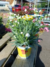 White dianthus 10.5 for sale  LARGS