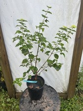 Acer buergerianum lions for sale  Hendersonville