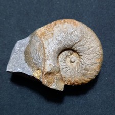 Mimagonites fekundus fossile usato  Italia