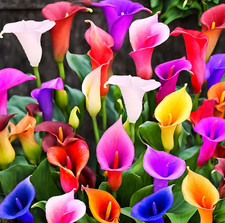 100pcs calla lily for sale  West Palm Beach
