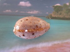 Top cypraea vanelli gebraucht kaufen  München
